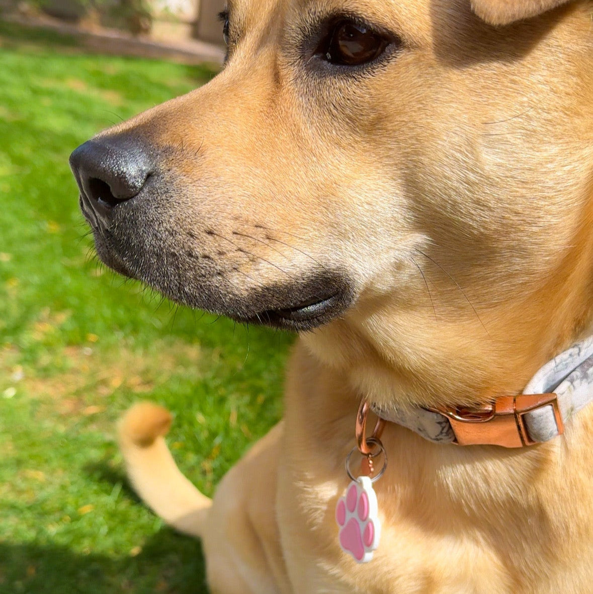 TappyPaw Personality Tag – Scan to Meet Your Pet + Keep Them Safe