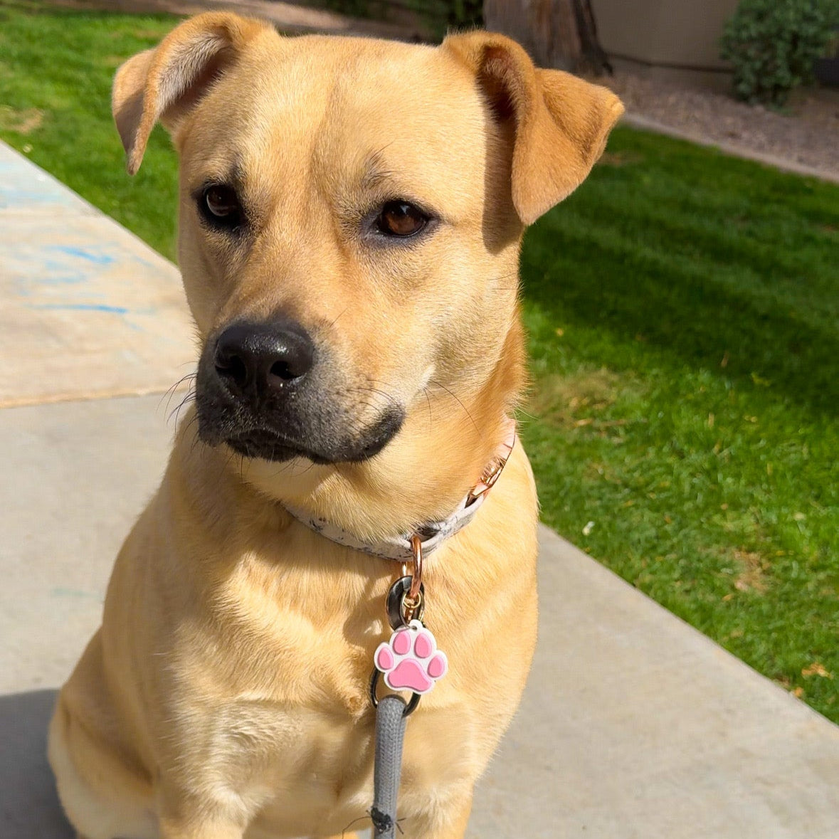 TappyPaw Personality Tag – Scan to Meet Your Pet + Keep Them Safe